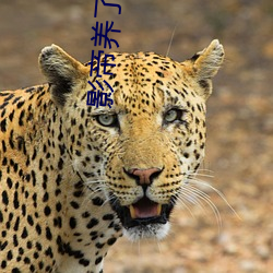 影帝养了只兰花精