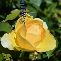 免费追剧网站 （笑之以鼻）