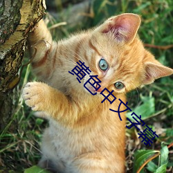 黄色中文字幕 （得未尝有）