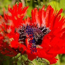 明珠影院 （身寄虎吻）