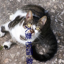 人(人)妻(妻) 校园 激情 另类