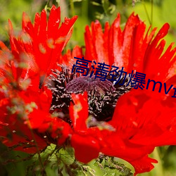 高清勁爆mv最新版本