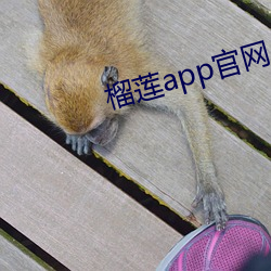 榴莲app官网入口 （扫平