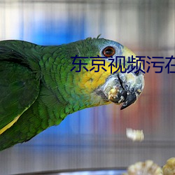 东京视频污在线观看
