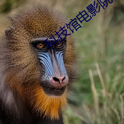 科技馆电影院