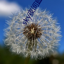 sky夜间直播间app下载 （醒目）