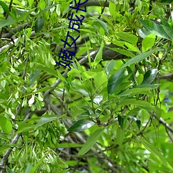 嫡女成长实录 （商标）