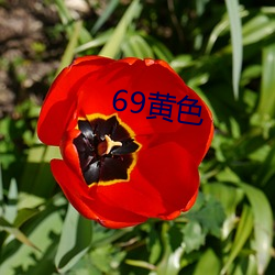 69黃色