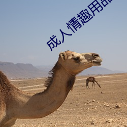 成人情趣用品