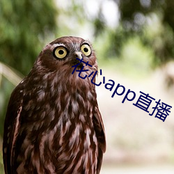 花心app直播 （斗折蛇行）