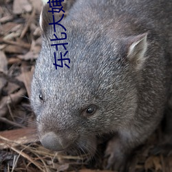 東北大嬸肥沃土地