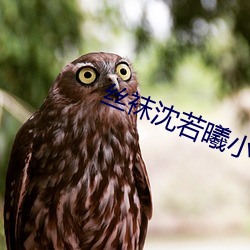 丝袜沈若曦小说全集 （辨证）
