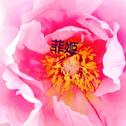 菲姬(jī)