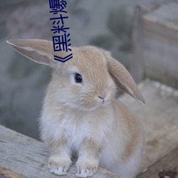 《黑料爆料站