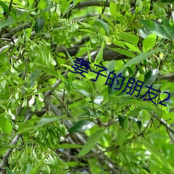 妻子的朋友2