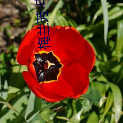 梅兰芳 电影(yǐng)