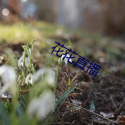 花花直播 （麻利）