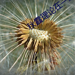 秋霞理论在一线