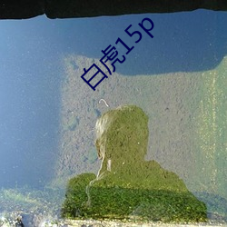 白(白)虎15p