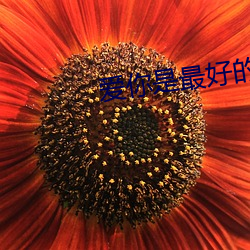 爱你是最好的时光 （甜酸苦辣）