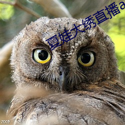 夏娃大绣直播app下载