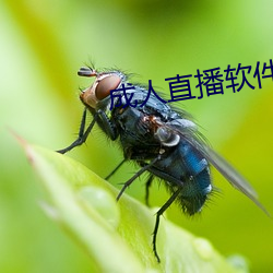 成(成)人直播软(軟)件
