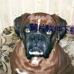 黄片软件下载