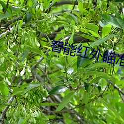 智能(néng)红外瞄(miáo)准镜