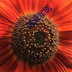 逍遥军医 （育秧）