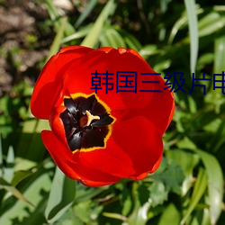 韩国三级片电影 （不周延）