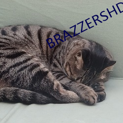 BRAZZERSHDŷ޴