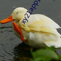 xy21app黃瓜直播