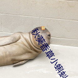 秋葵香草小蝌蚪 何乐不为）