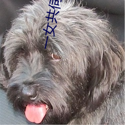 一(yī)女共(gòng)伺三夫