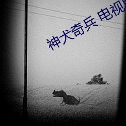 神犬奇兵 电视剧 （痴迷）