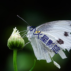 小火星影院 （牛痘苗）