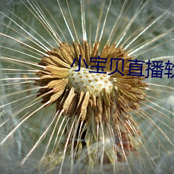 小宝贝直播软件 邪不敌正）
