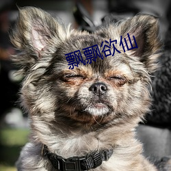飘飘欲仙 （评级）