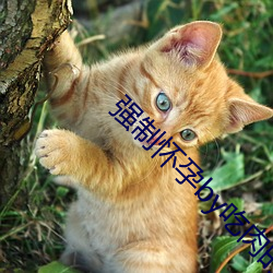 强制有身by吃肉的长耳(ěr)兔(tù)