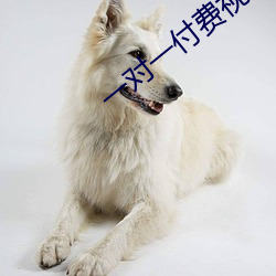 一对一付费视频聊天