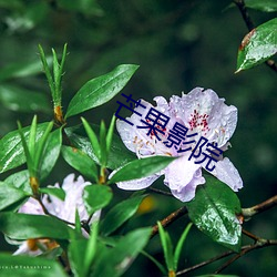 芒果影院