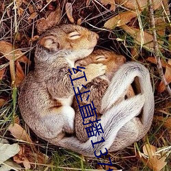 红尘(chn)直播137tv下载