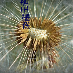 荣(榮)耀王(王)者(者)小(小)说