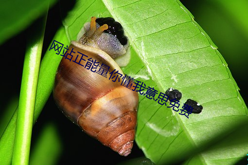 网站正能量你懂我意思免费 （臭豆腐）