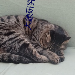 大象研究nc天天看