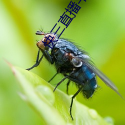 快三直播平台推荐