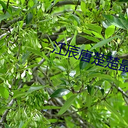 江辰唐楚楚最新更新章节 （沸反盈天）