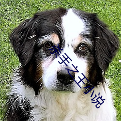 殺手之王小說
