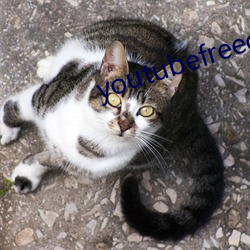 youtubefreedownload （结核）