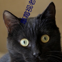 草莓(莓)视老(老)版(版)下载地(地)址趣播(播)